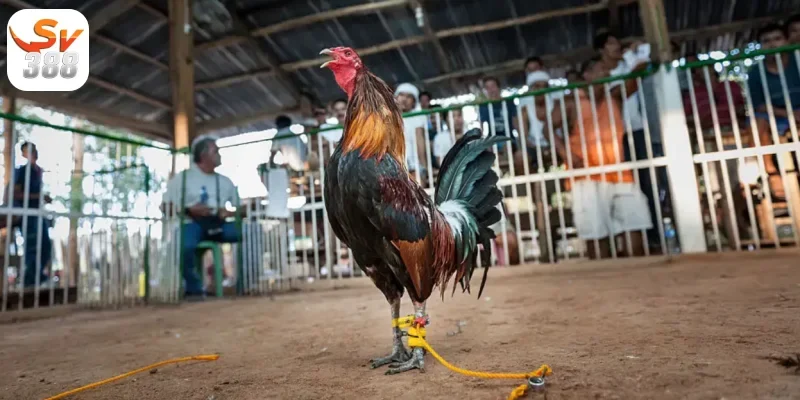 Nguồn gốc và lịch sử của gà tre Thomo