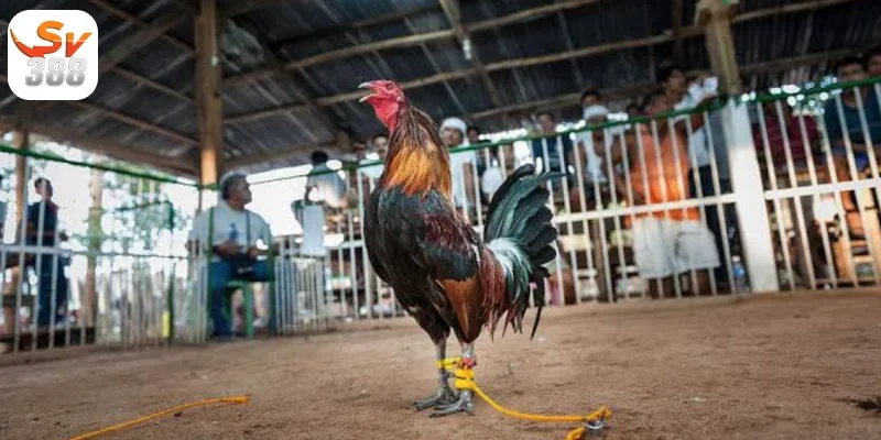 Đá Gà Cựa Dao Sv388 – Sàn Cược Có Một Không Hai 4 Sự đa dạng về giống linh kê Đá Gà Cựa Dao Sv388