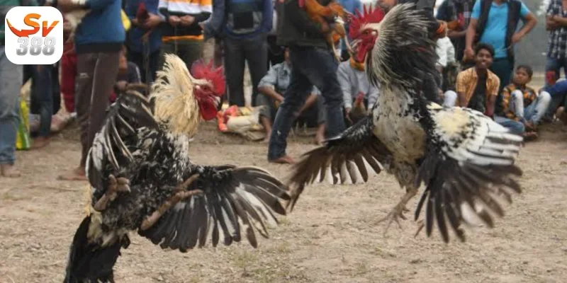 Đá Gà Mỹ Sv388 – Độc Đáo Hấp Dẫn Dành Cho Game Thủ 3 Đặc điểm của giống gà đá Mỹ