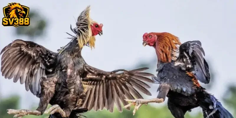 Bảng kèo đá gà SV388 chi tiết và hướng dẫn đọc nhanh nhất 3 Cách đọc bảng kèo đá gà SV388 chính xác cho tân thủNhận diện biến động tỷ lệ cược