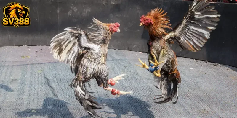 Soi kèo gà đá cựa sắt SV388 là gì và vì sao nên tham gia?