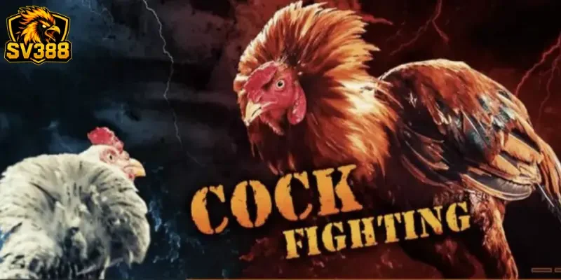 Tỷ lệ cược đá gà SV388: Bí quyết đọc kèo chuẩn cho sư kê 2 Tổng quan về tỷ lệ cược đá gà SV388 hiện nay