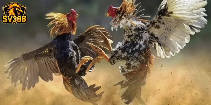 Tỷ lệ cược đá gà SV388: Bí quyết đọc kèo chuẩn cho sư kê 4 Sai lầm cần tránh khi soi kèo ở cổng game SV388